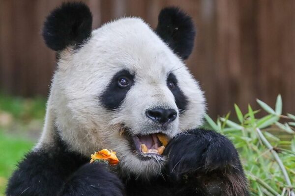 Nueva_Pareja_de_Pandas_se_Dirige_a_Espan_a__Jin_Xi_y_Zhu_Yu_Comienzan_su_Aventura_en_Madrid
