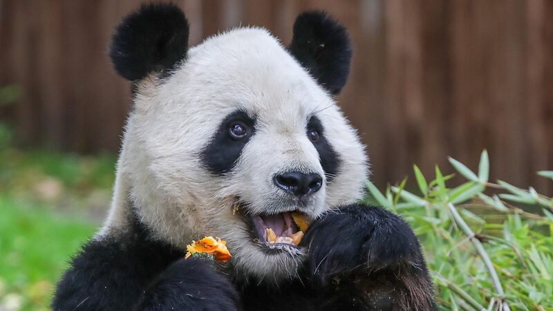 Nueva_Pareja_de_Pandas_se_Dirige_a_Espan_a__Jin_Xi_y_Zhu_Yu_Comienzan_su_Aventura_en_Madrid