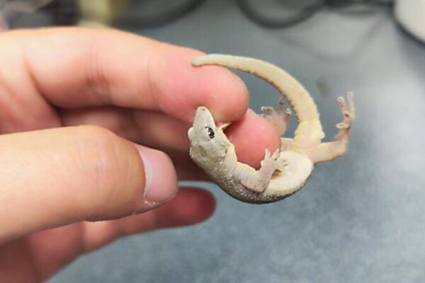 🦎 ¡Nueva especie de gecko descubierta en las montañas Dabie de China! ___Nueva_especie_de_gecko_descubierta_en_las_montan_as_Dabie_de_China_