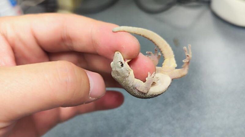 ___Nueva_especie_de_gecko_descubierta_en_las_montan_as_Dabie_de_China_