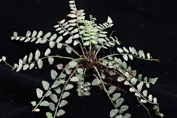 Nueva especie de helecho descubierta en el sur de China 🌿✨ Nueva_especie_de_helecho_descubierta_en_el_sur_de_China___