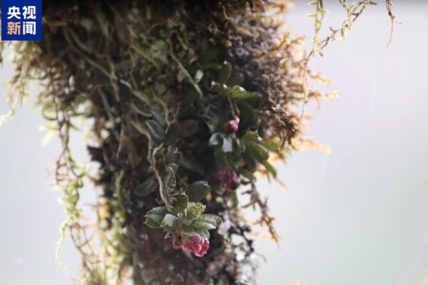 Nueva_especie_de_orqui_dea_florece_en_la_tierra_de_los_pandas_en_China___