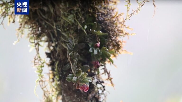 Nueva especie de orquídea florece en la tierra de los pandas en China 🌸🐼 Nueva_especie_de_orqui_dea_florece_en_la_tierra_de_los_pandas_en_China___