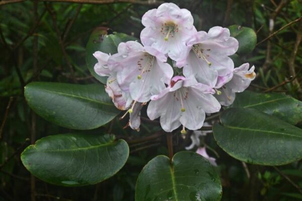 ___Nueva_especie_de_rododendro_descubierta_en_el_sur_de_China_