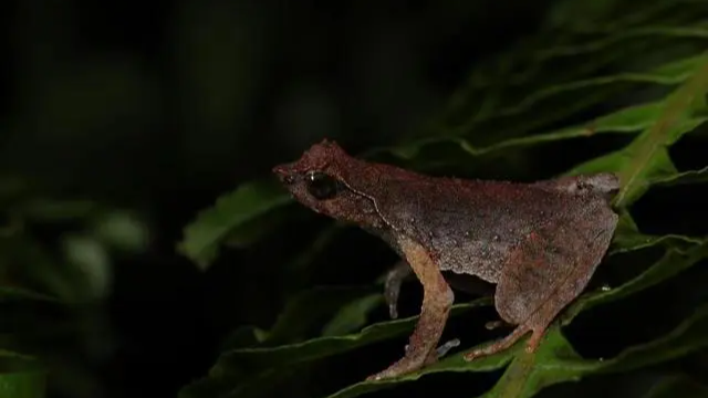 Nueva_especie_de_sapo_cornudo_revelada_en_las_montan_as_del_sur_de_China