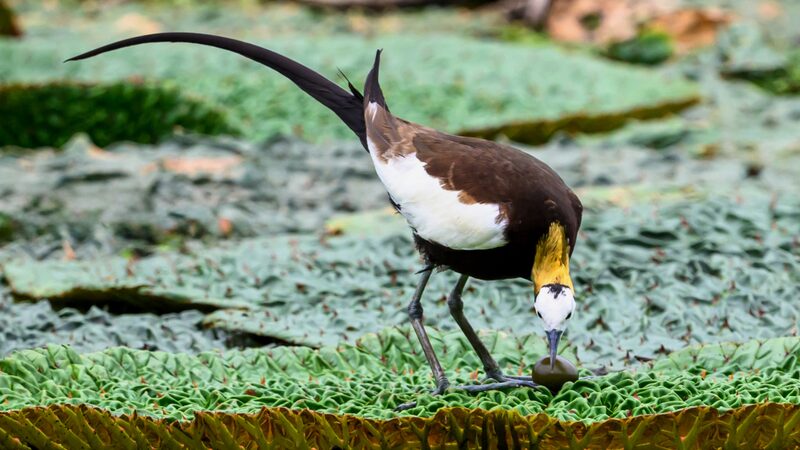 Nueva_vida_en_el_horizonte__Jacana_cola_de_faisa_n_protege_un_preciado_huevo_en_Nanjing___