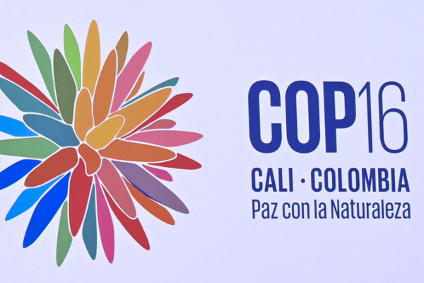 ¡Nueve proyectos aprobados por el Fondo de Biodiversidad de Kunming en la COP16! _Nueve_proyectos_aprobados_por_el_Fondo_de_Biodiversidad_de_Kunming_en_la_COP16_