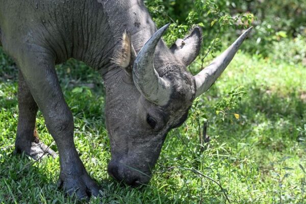 Nuevo_estudio_revela_co_mo_las_diminutas_parti_culas_de_pla_stico_afectan_las_redes_alimentarias_terrestres____