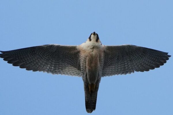 _Observadores_de_aves_celebran_el_regreso_de_aves_raras_a_Peki_n__
