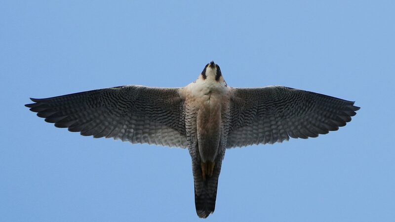_Observadores_de_aves_celebran_el_regreso_de_aves_raras_a_Peki_n__