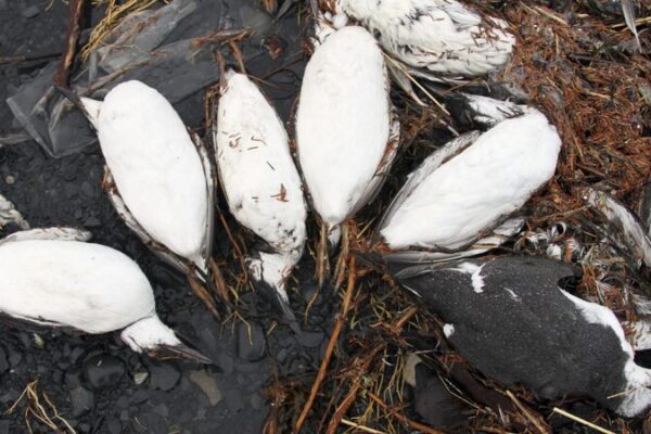 Ola de calor causa mortandad masiva de aves marinas en Alaska 🐦🔥 Ola_de_calor_causa_mortandad_masiva_de_aves_marinas_en_Alaska___