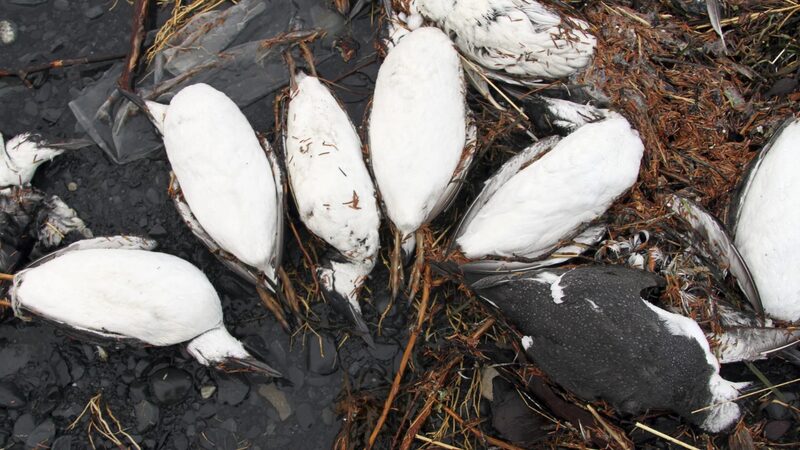 Ola_de_calor_causa_mortandad_masiva_de_aves_marinas_en_Alaska___