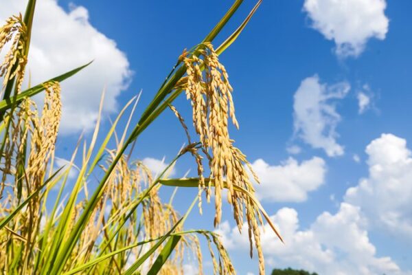 Olas Doradas en Shiqian: La Sinfonía de una Cosecha Abundante 🌾 Olas_Doradas_en_Shiqian__La_Sinfoni_a_de_una_Cosecha_Abundante__