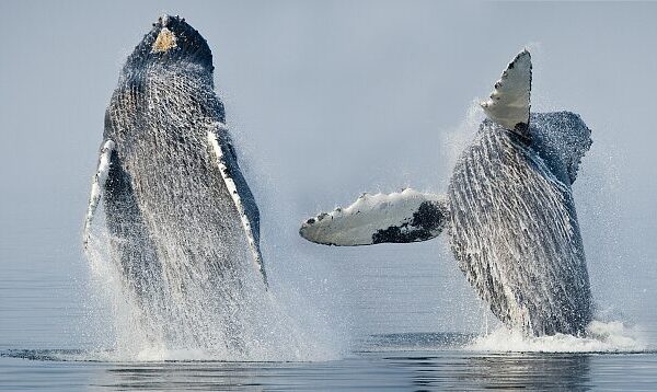 Olas de Calor Amenazan a las Ballenas Jorobadas del Pacífico con una Disminución del 20% 🌊🐋 Olas_de_Calor_Amenazan_a_las_Ballenas_Jorobadas_del_Paci_fico_con_una_Disminucio_n_del_20____