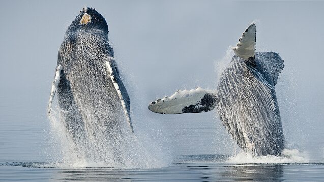 Olas_de_Calor_Amenazan_a_las_Ballenas_Jorobadas_del_Paci_fico_con_una_Disminucio_n_del_20____