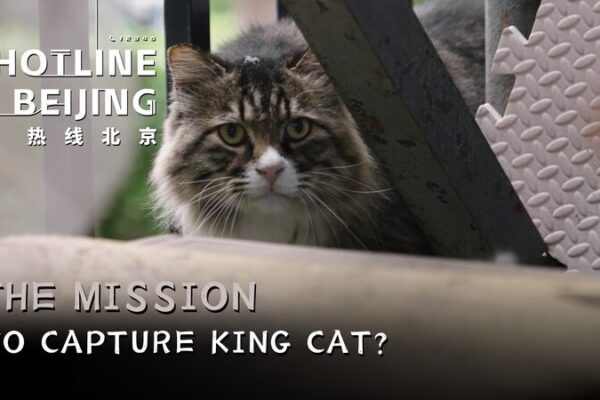 Operacio_n_Rey_Gato__La_misio_n_para_atrapar_al_felino_ma_s_notorio_de_Beijing video poster