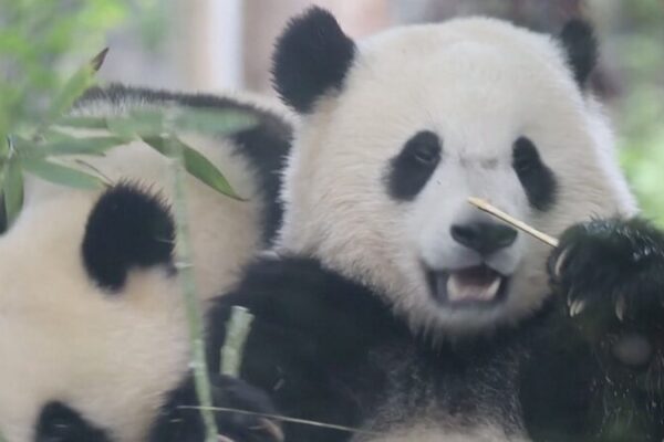 Osos panda bebés en el suroeste de China disfrutan de un festín de bambú 😍🐼 Osos_panda_bebe_s_en_el_suroeste_de_China_disfrutan_de_un_festi_n_de_bambu____ video poster