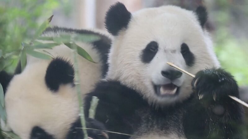 Osos_panda_bebe_s_en_el_suroeste_de_China_disfrutan_de_un_festi_n_de_bambu____ video poster