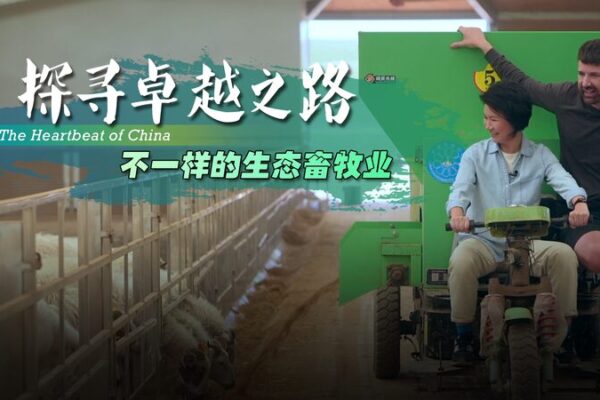 Ovejas_y_Paneles_Solares__La_Revolucio_n_Agroecolo_gica_de_Qinghai video poster