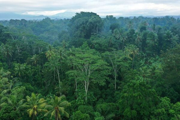 Ozono_afecta_capacidad_de_los_bosques_tropicales_para_almacenar_CO2___