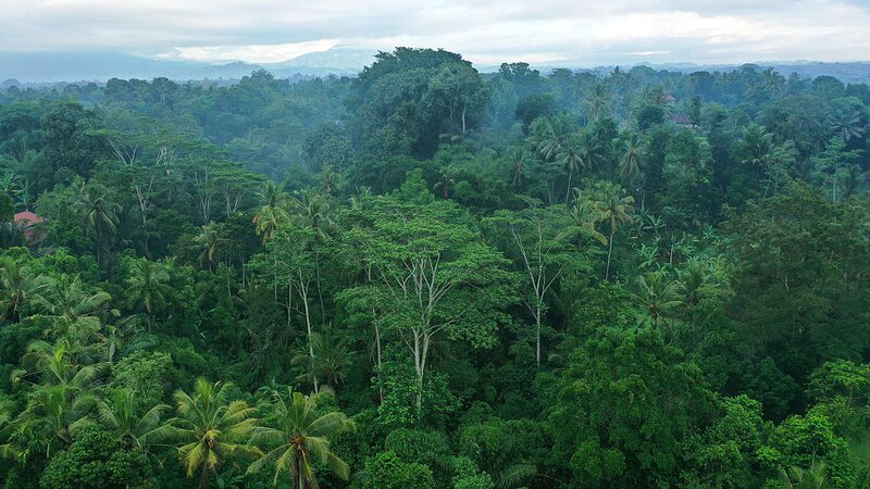 Ozono_afecta_capacidad_de_los_bosques_tropicales_para_almacenar_CO2___