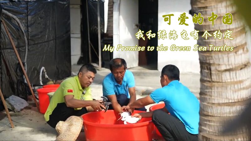 Padre_e_Hijo_se_Unen_para_Salvar_Tortugas_Marinas_en_el_Mar_de_China_Meridional_____ video poster