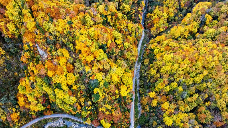 Paisajes_de_o_leo_en_los_bosques_de_Shaanxi___El_oton_o_pinta_con_magia____