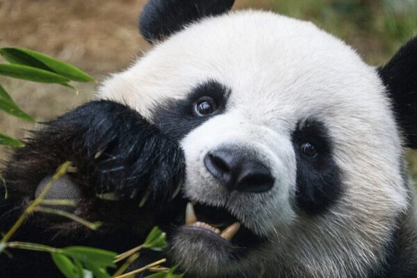 _Pandamonium_llega_a_Hong_Kong__An_An_y_Ke_Ke_debutan_en_Ocean_Park_