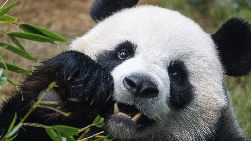 _Pandamonium_llega_a_Hong_Kong__An_An_y_Ke_Ke_debutan_en_Ocean_Park_