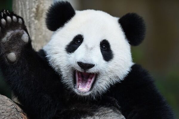 Pandas Gigantes: Las Estrellas Aterciopeladas del Suroeste de China y los Premios Panda Dorado 🐼🎬 Pandas_Gigantes__Las_Estrellas_Aterciopeladas_del_Suroeste_de_China_y_los_Premios_Panda_Dorado___ video poster