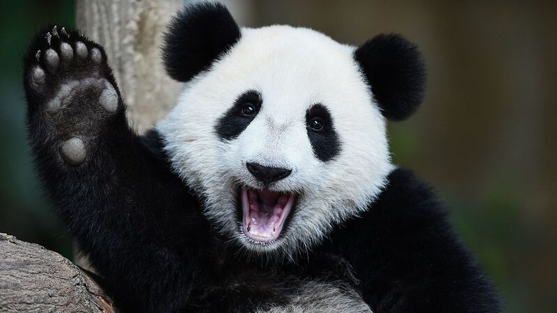 Pandas_Gigantes__Las_Estrellas_Aterciopeladas_del_Suroeste_de_China_y_los_Premios_Panda_Dorado___ video poster
