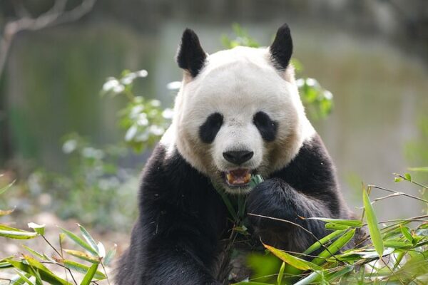 Pandas_Gigantes__los_Queridos_Iconos_de_China_y_los_Premios_Panda_de_Oro video poster