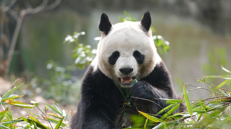 Pandas_Gigantes__los_Queridos_Iconos_de_China_y_los_Premios_Panda_de_Oro video poster