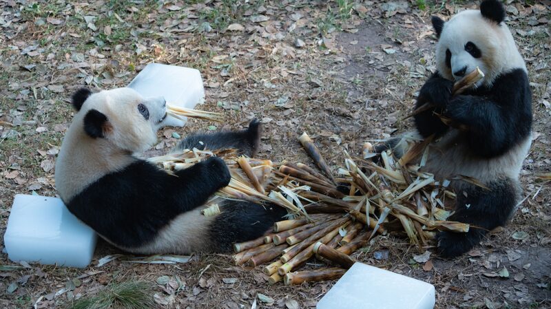 _Pandas___se_relajan_sobre_hielo_en_Chongqing_en_medio_de_una_ola_de_calor_de_40_C_