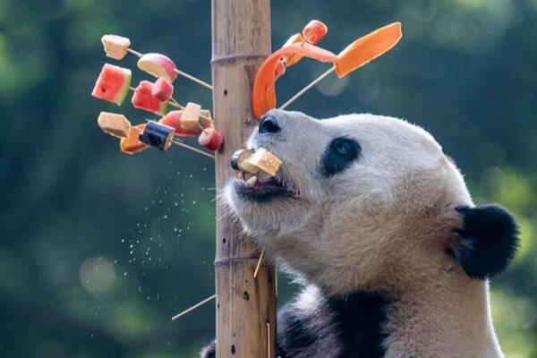 Pandas gigantes en el Zoológico de Chongqing disfrutan de brochetas y divertidos ejercicios Pandas_gigantes_en_el_Zoolo_gico_de_Chongqing_disfrutan_de_brochetas_y_divertidos_ejercicios