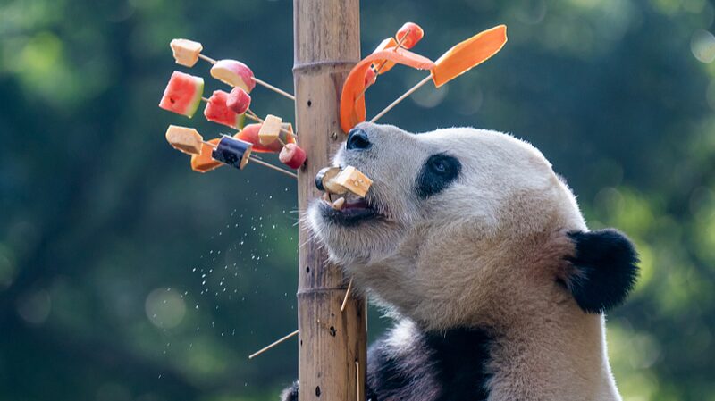 Pandas_gigantes_en_el_Zoolo_gico_de_Chongqing_disfrutan_de_brochetas_y_divertidos_ejercicios