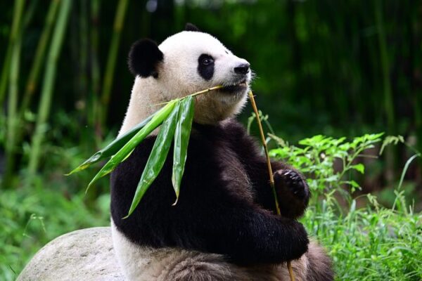 Pandas_juguetones_An_An_y_Ke_Ke_llegan_a_Hong_Kong___