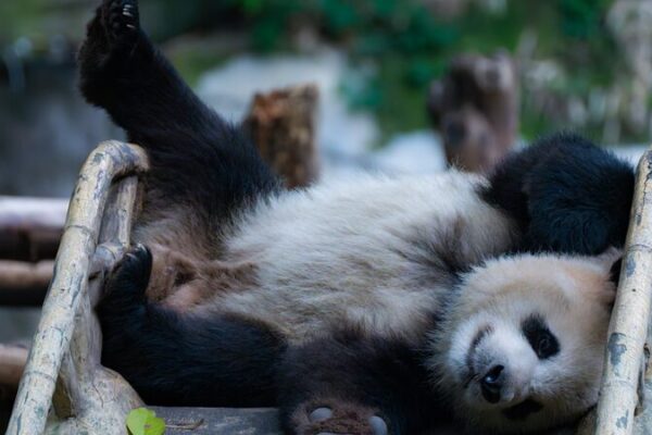 Paraíso Panda: La vida acogedora de los pandas gigantes del Zoológico de Chongqing Parai_so_Panda__La_vida_acogedora_de_los_pandas_gigantes_del_Zoolo_gico_de_Chongqing