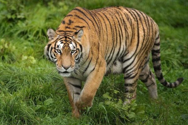 Parque_de_Tigres_y_Leopardos_en_el_noreste_de_China_ve_florecer_especies___