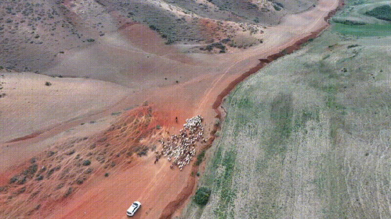 Pastores_de_Xinjiang_Comienzan_E_pica_Migracio_n_de_Ganado_a_Pastizales_de_Verano____ video poster