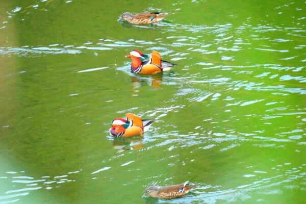 Patos_mandarines_migran_a_los_embalses_de_Guizhou_para_el_invierno____ video poster