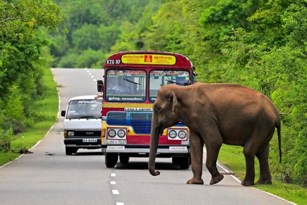 Pe_rdida_Impactante__50_Elefantes_Electrocutados_en_Sri_Lanka_Este_An_o___