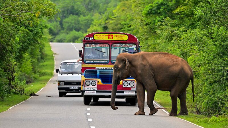 Pe_rdida_Impactante__50_Elefantes_Electrocutados_en_Sri_Lanka_Este_An_o___