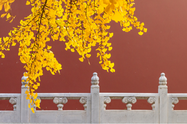 Peki_n_se_viste_de_oro__los_gingkos_iluminan_la_ciudad_antigua