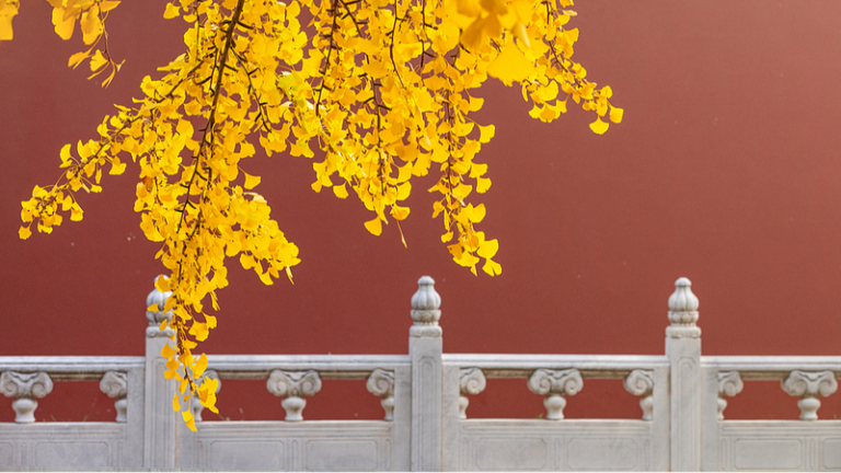 Pekín se viste de oro: los gingkos iluminan la ciudad antigua Peki_n_se_viste_de_oro__los_gingkos_iluminan_la_ciudad_antigua