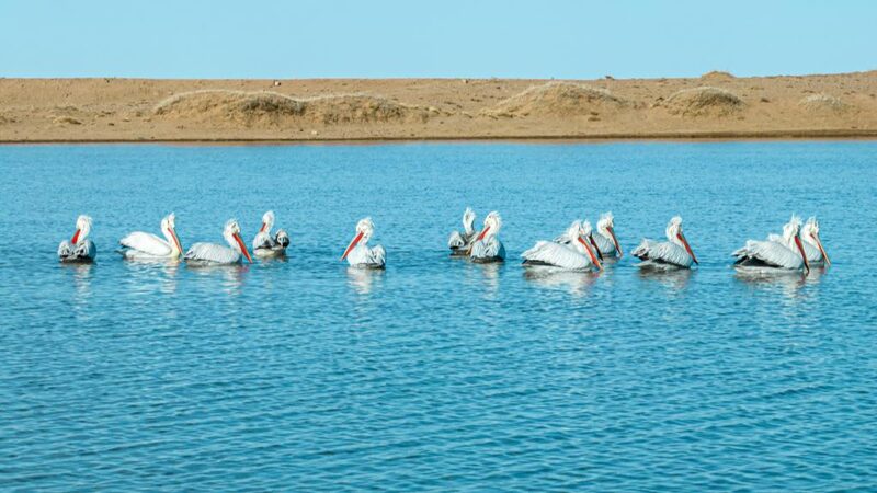 Peli_canos_Da_lmatas_Regresan_a_las_Praderas_de_China___Una_Vista_Rara_