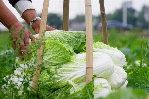 Pengzhou__El_vibrante_centro_de_vegetales_de_China_que_mezcla_tradicio_n_e_innovacio_n__ video poster
