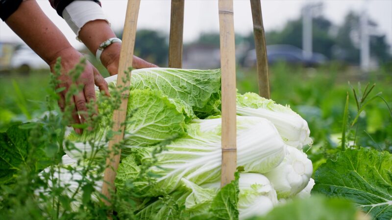 Pengzhou__El_vibrante_centro_de_vegetales_de_China_que_mezcla_tradicio_n_e_innovacio_n__ video poster