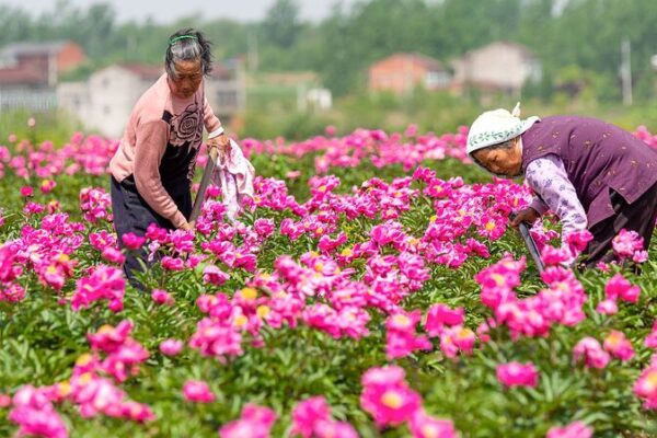 Peonía Herbácea China: Más que una Flor Bonita 🌸 Peoni_a_Herba_cea_China__Ma_s_que_una_Flor_Bonita__