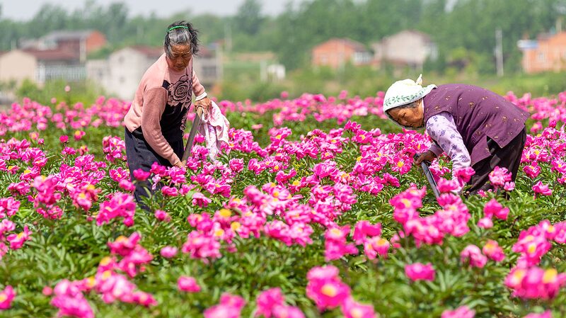 Peoni_a_Herba_cea_China__Ma_s_que_una_Flor_Bonita__